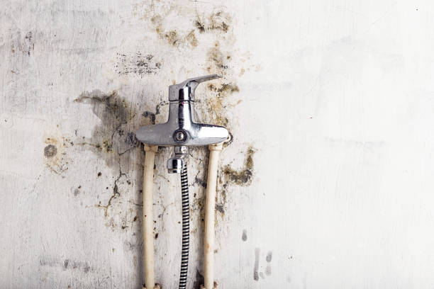 Best Bathroom Mold Remediation in Lauderdale Lakes, FL